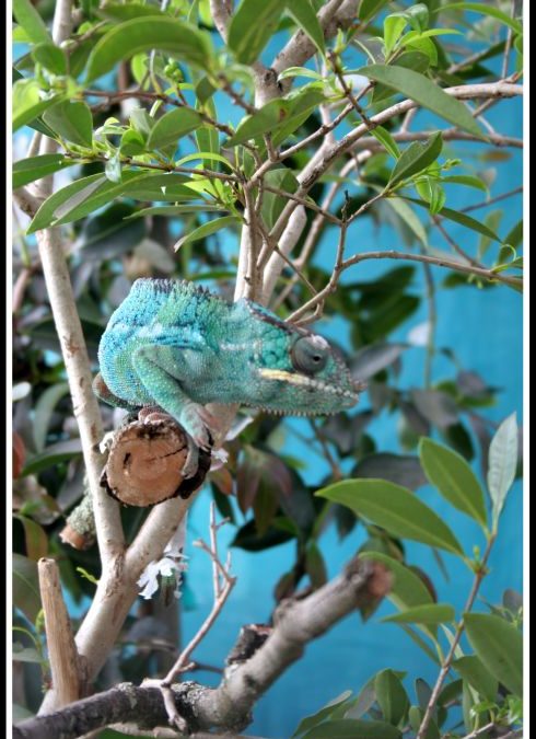 Butterfly World
